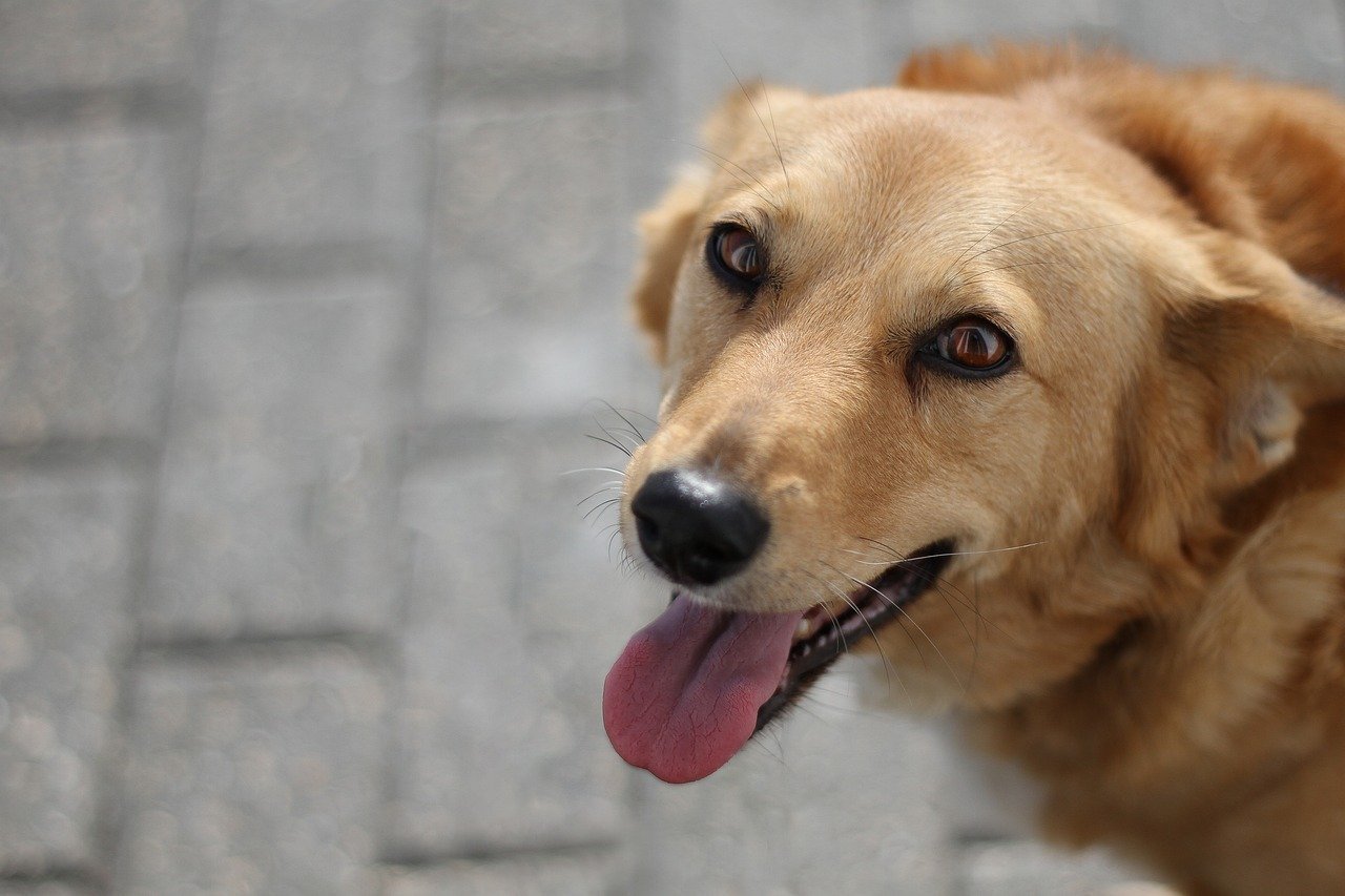 Keeping Pets Cool in Summer